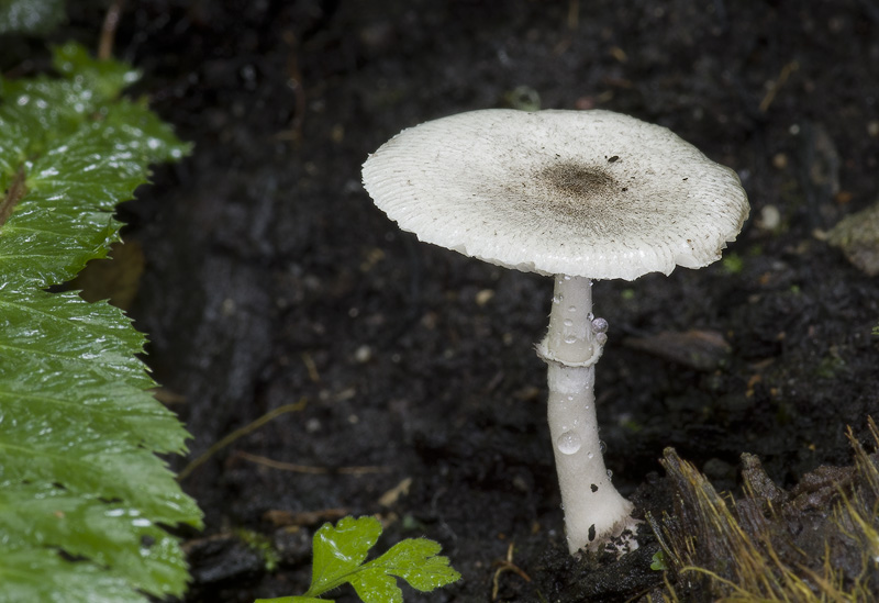 Leucocoprinus heinemannii